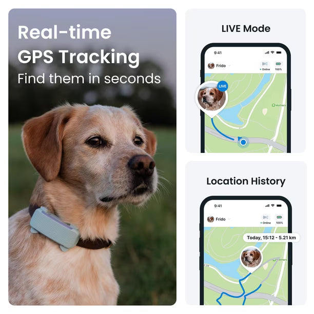 Ubicación En Tiempo Real Del Gps Dog 2025