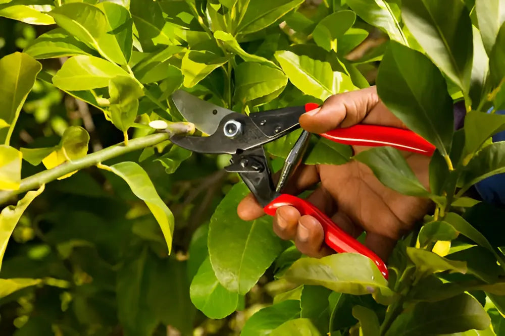 Tijera de podar manual Felco 5 bypass acero jardín rojo/negro