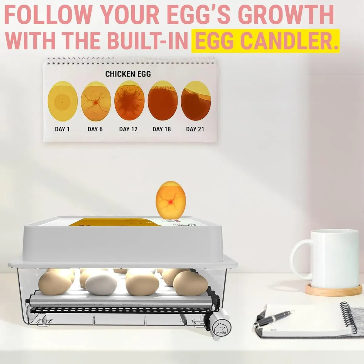 Incubadora De Huevos Obi-36 Para 36 Huevos con Control De Temperatura 110V