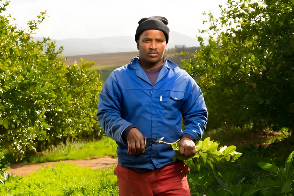 Tijera de podar manual Felco 5 bypass acero jardín rojo/negro