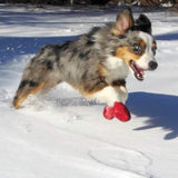 Pawz Botas Impermeables para Perros Tiny Negro